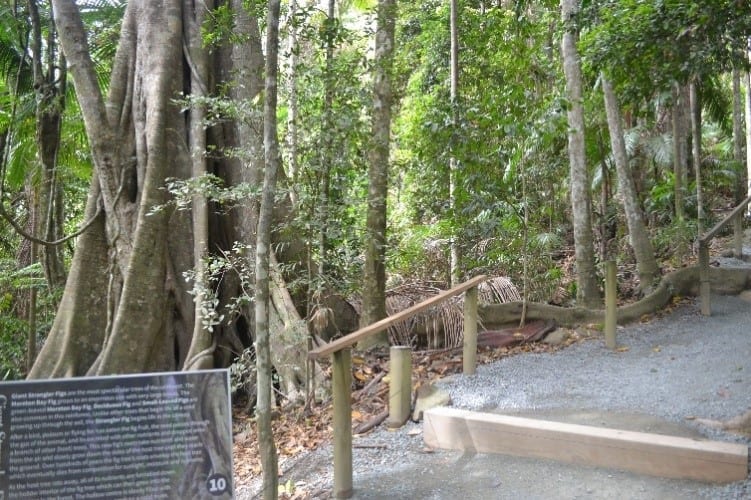 Skywalk Tamborine Mountain