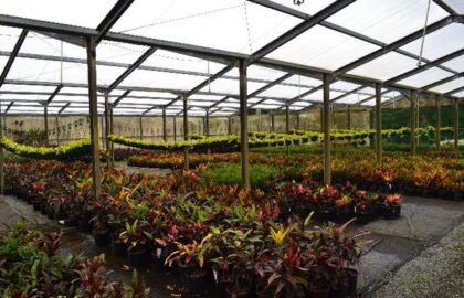 Mt Nathan Nursery