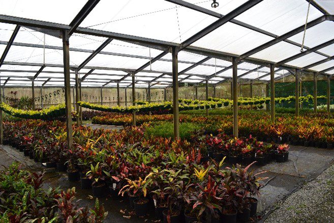 Mt Nathan Nursery