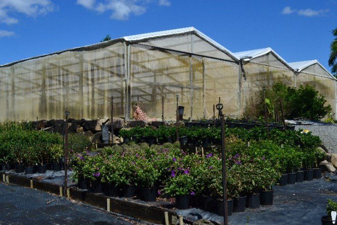 Mt Nathan Nursery 